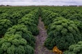 Field of kale or farmers cabbage Royalty Free Stock Photo