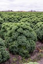 Field of kale or farmers cabbage Royalty Free Stock Photo