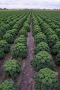 Field of kale or farmers cabbage