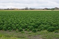 Field of kale or farmers cabbage