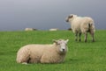 The field in Lake District,England Royalty Free Stock Photo