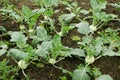 Kohlrabi field cabbage turnip white farm farming garden bio organic Brassica oleracea var. gongylodes gourd fresh Royalty Free Stock Photo