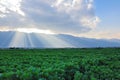 Field landscape