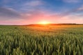 Field landscape. Farming field of wheat before harvest.