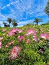 Field landscape of pink Calliandra flowers. Royalty Free Stock Photo