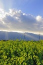 Field landscape of flowers