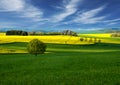 Field. Landscape. Rapeseed field. Fields of bright yellow rapeseed flowers with hills and trees. Field of yellow flowers