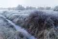 Field landscape totally frozen by ice in winter, plants with dew and dawn light Royalty Free Stock Photo