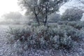 Field landscape totally frozen by ice in winter, plants with dew and dawn light Royalty Free Stock Photo