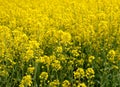Rapeseed rape is an annual or biennial crop, grown for oilseeds, used mainly for the production of oilseed rape in the background Royalty Free Stock Photo