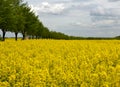 Rapeseed rape is an annual or biennial crop, grown for oilseeds, used mainly for the production of oilseed rape in the background Royalty Free Stock Photo