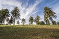 Field of larches in mountain