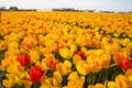 A field of large, beautiful, yellow tulips are blooming. Dutch tulips.