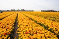 A field of large, beautiful, yellow tulips are blooming. Dutch tulips.