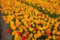 A field of large, beautiful, yellow tulips are blooming. Dutch tulips.