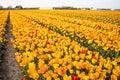 A field of large, beautiful, yellow tulips are blooming. Dutch tulips.