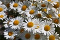 A field of large flowering daisies