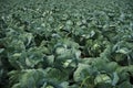 Field with large green cabbage Royalty Free Stock Photo