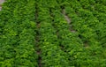 Field of orgamic parsley