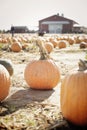 Pumpkins-2019-1 Royalty Free Stock Photo