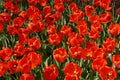 The field of large, red tulips