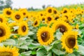 Field of large sunflower heads in the horizon, bright yellow and bees pollinating flowers at a sunflower farm and festival Royalty Free Stock Photo