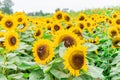 Field of large sunflower heads in the horizon, bright yellow and bees pollinating flowers at a sunflower farm and festival Royalty Free Stock Photo