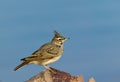 Field-lark Royalty Free Stock Photo