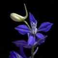 Field larkspur; consolida; ajacis; Royalty Free Stock Photo