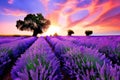 field of lavender in bloom Royalty Free Stock Photo