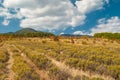 Field with lavender in Crimean mountains Royalty Free Stock Photo