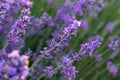 Field of lavender flower closeup on blurred background. Travel concept, aromatherapy. Royalty Free Stock Photo