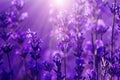 Field lavender flowers Royalty Free Stock Photo