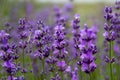 Field lavender flowers Royalty Free Stock Photo