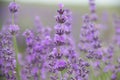 Field lavender flowers Royalty Free Stock Photo