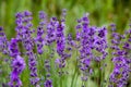 Field lavender flowers Royalty Free Stock Photo