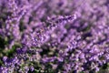 Field of Lavender flowers spring time as a background Royalty Free Stock Photo