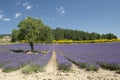 Field with lavender flowers and a tree in the provence in France Royalty Free Stock Photo