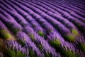 A field of lavender in full flower, swarming with bees