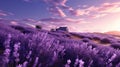 field of lavender in its autumn bloom Royalty Free Stock Photo