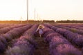 Field of lavender. A little girl go. Rear view. Royalty Free Stock Photo