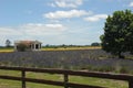 Field of Lavender - with rustic house