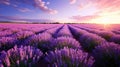 A field of lavender stretching to the horizon, AI Generative