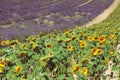 Field with lavender and sunflower flowers. French Provence near Valensole Royalty Free Stock Photo