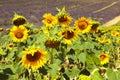 Field with lavender and sunflower flowers. French Provence near Valensole