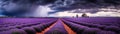 a field of lavender under a rain Royalty Free Stock Photo