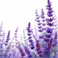 field lavender watercolor illustration, wild purple flowers Royalty Free Stock Photo