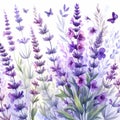 field lavender watercolor illustration, wild purple flowers Royalty Free Stock Photo