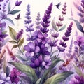 field lavender watercolor illustration, wild purple flowers Royalty Free Stock Photo