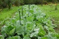 Cabbage field leaf green cole crops white, farm farming garden leaves bio organic Brassica oleracea capitata large fresh